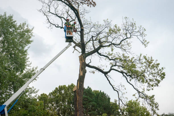 How Our Tree Care Process Works  in  Mountain View Acres, CA