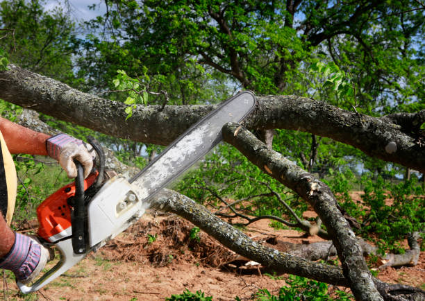 Professional Tree Care Services in Mountain View Acres, CA